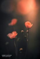 21k fotoart foto fotografie kunst composing bildbearbeitung blumen landschaft tiere portrait stil weithaler norbert